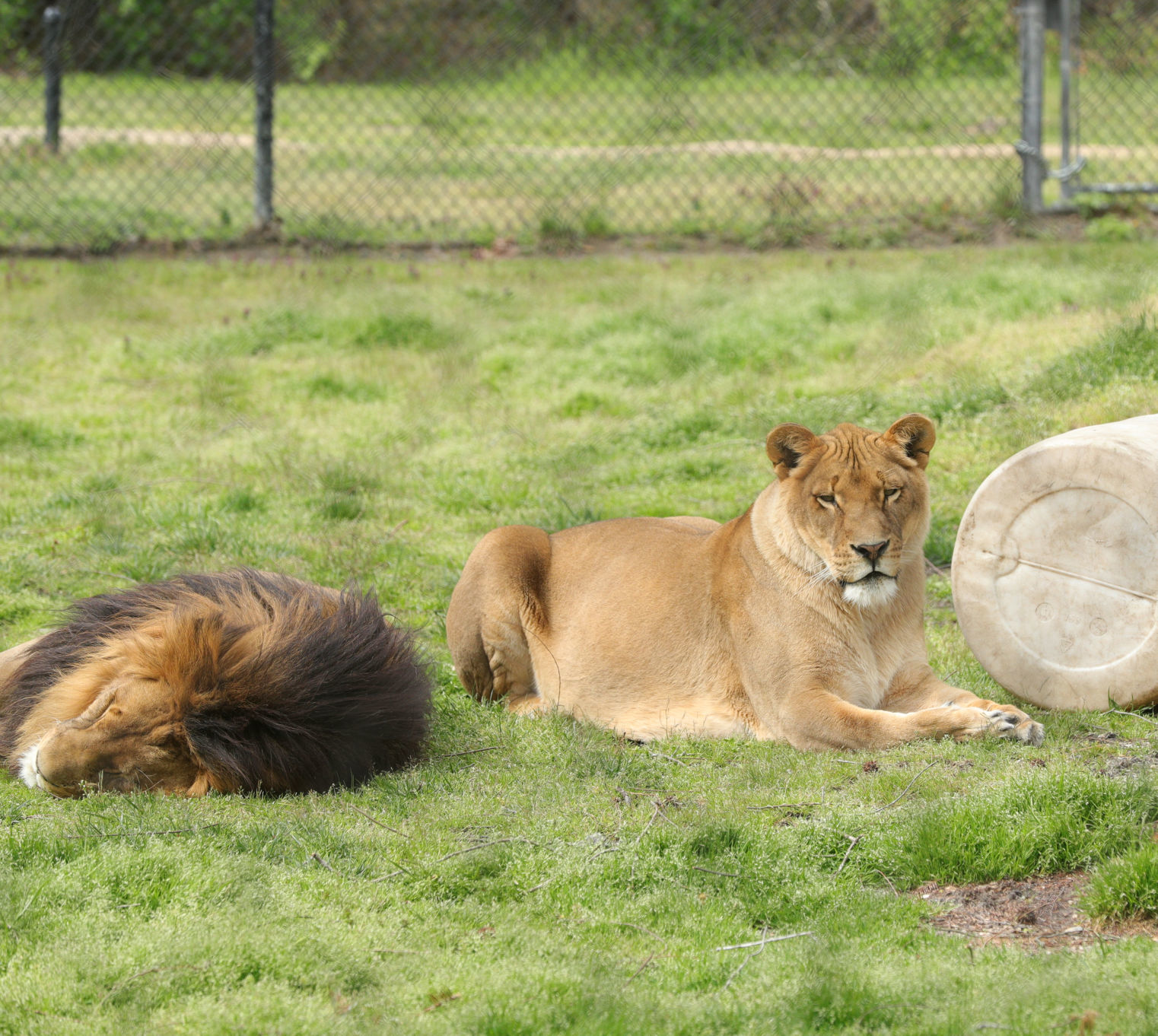 Cape May Zoo